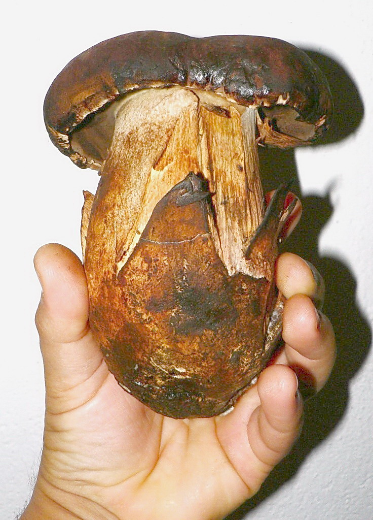 Boletus fragans????